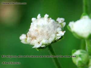 Albert Einstein Quotes 5