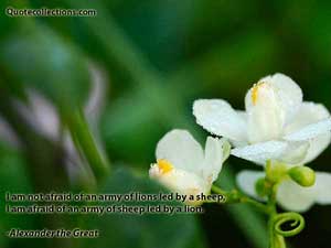 Alexander The Great Quotes 1