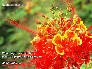 robin_williams_quotes Quotes 4