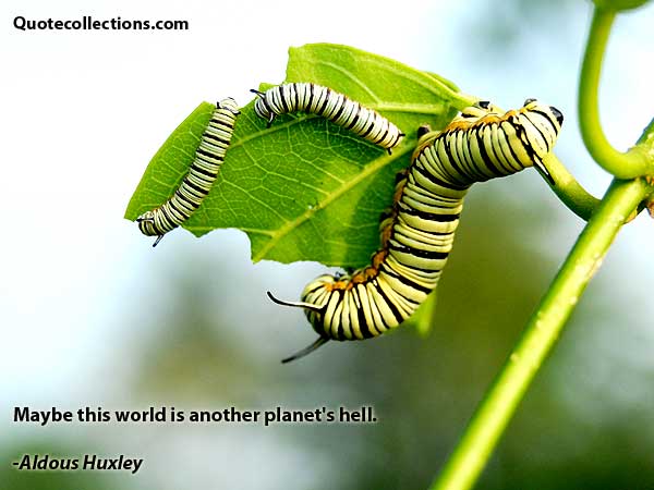 Aldous Huxley quotes1