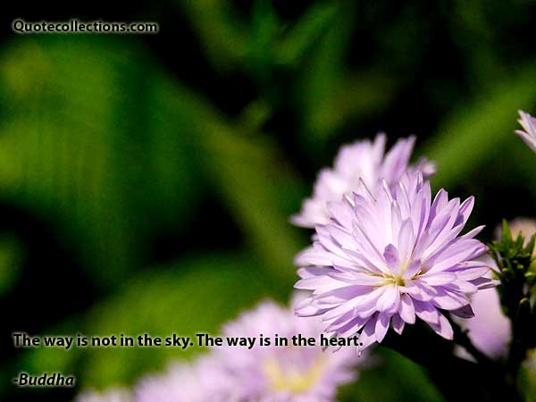 Buddha quotes2