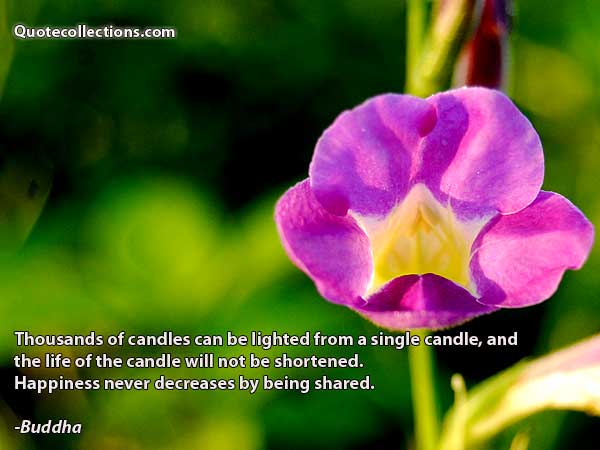 Buddha quotes7