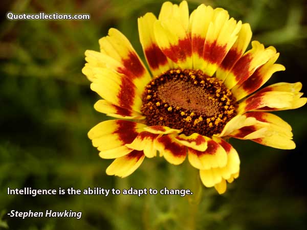 Stephen Hawking Quotes3